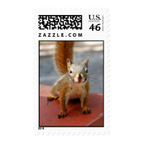 Squirrel Stamp stamps