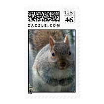 Squirrel stamp