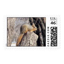 squirrel Stamp by KatAnnette squirrel Stamp