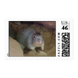 squirrel stamps!
