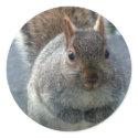 Squirrel stickers by ribizlifozelek Squirrel stickers