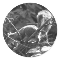 Squirrel stickers by princessklb07 Squirrel stickers