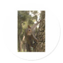 squirrel stickers by amjon1 squirrel stickers