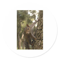 squirrel stickers by amjon1 squirrel stickers