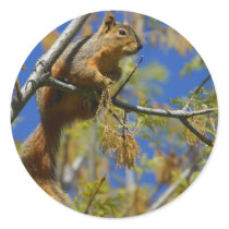 Squirrel Round Sticker