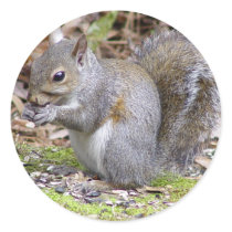 Squirrel Sticker by natures_edge Squirrel Sticker