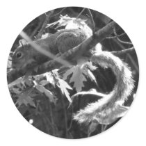 Squirrel stickers by princessklb07 Squirrel stickers