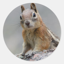 squirrel sticker