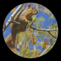 Squirrel stickers stickers