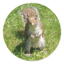 Squirrel Stickers by emele1 Squirrel Stickers