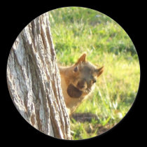 Squirrel stickers stickers