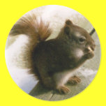 Squirrel stickers
