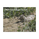 Squirrel Stretch Postcard
