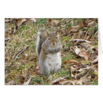 Squirrel Thinking Of You Card cards