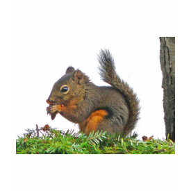 Squirrel shirt
