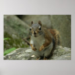 Squirrel Up Close Print