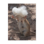 Squirrel vs. Samoyed Fur Postcard
