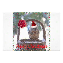 Squirrel Wearing Santa Hat Photo