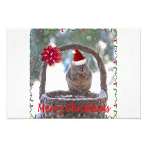 Squirrel Wearing Santa Hat Photo