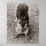 Squirrel with Nut posters