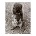 Squirrel with Nut posters