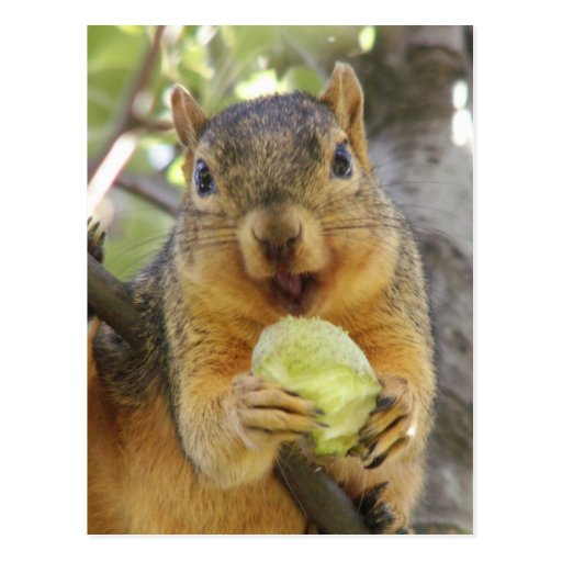 Squirrel with pear postcard Zazzle