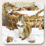 Squirrel with pinecones - coaster cork coasters