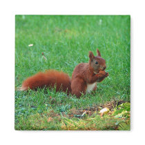 Squirrel with walnut magnet