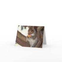 squirrelfriend cards by alyciakeating squirrelfriend cards