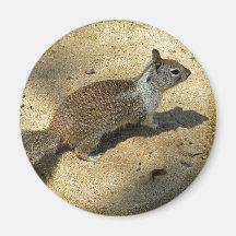Squirrell Fridge Magnets