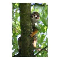 Squirrelmonkey poster posters