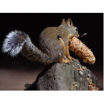 Squirrels Eating Tails Pinecones photo sculptures by lifesphere Squirrels Eating Tails Pinecones photo sculptures