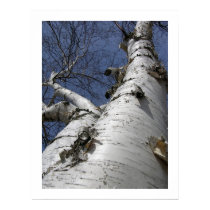 Squirrel's Eye posters by mlane53 Squirrel's Eye posters