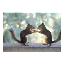 Squirrels Sharing a Peanut Photo