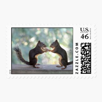 Squirrels Sharing a Peanut Photo Postage Stamps