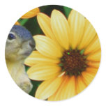 Squirrels_Sticker
