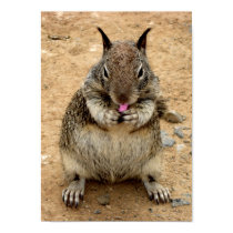 Squirrely Squirrel posters