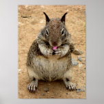 Squirrely Squirrel posters