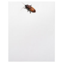 Squish the Hisser Letterhead