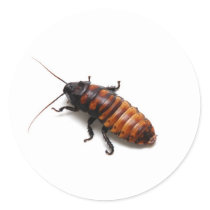 Squish the Hisser Sticker