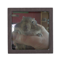 Squishy Face Degu Premium Trinket Boxes