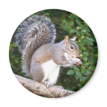 Squrrel Eating Bread Magnets