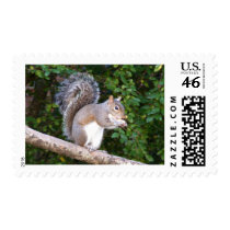 Squrrel Eating Bread postage