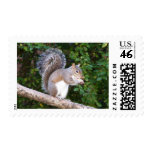 Squrrel Eating Bread Postage Stamp
