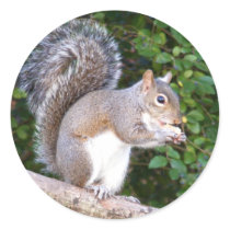 Squrrel Eating Bread stickers by TLArnold Squrrel Eating Bread stickers