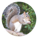 Squrrel Eating Bread stickers