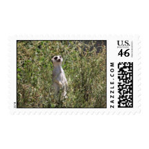 Sr. Meerkat Franqueo