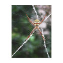 St Andrews Cross Spider Postcard by Frogglin St Andrews Cross Spider Postcard