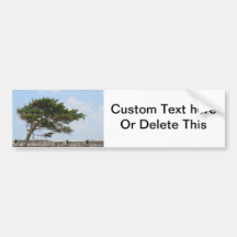 St Augustine Fort Tree  Castillo de San Marcos Bumper Sticker