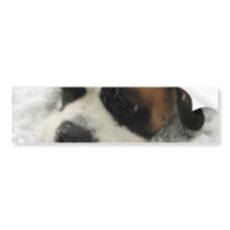 St Bernard Dog Bumper Sticker